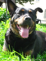 Замечательная  собака Дана! В дар - Изображение #1, Объявление #367865