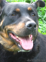 Собака Дана ищет новых любящих хозяев - Изображение #2, Объявление #367364