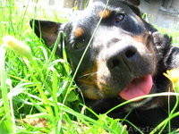 Замечательная  собака Дана! В дар - Изображение #2, Объявление #367865