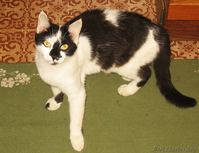 Кошка-мышеловка в дар Подарю кошку Кошки в дар Подарю кошек - Изображение #3, Объявление #349733