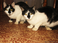 Кошка-мышеловка в дар Подарю кошку Кошки в дар Подарю кошек - Изображение #2, Объявление #349733