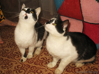 Кошка-мышеловка в дар Подарю кошку Кошки в дар Подарю кошек - Изображение #1, Объявление #349733