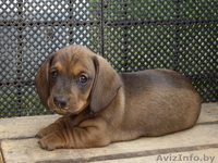 Таксы карликовой элитные щенки - Изображение #3, Объявление #353270