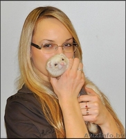 Хорек декоративный (Фретка) Питомник "Fluffy Brilliant" - Изображение #5, Объявление #340684