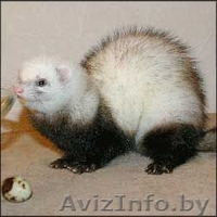 Хорек декоративный (Фретка) Питомник "Fluffy Brilliant" - Изображение #3, Объявление #340684