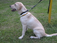 Продается лабрадор - Изображение #2, Объявление #357727