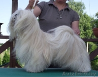 Щенки Лхаса Апсо - Изображение #1, Объявление #364608