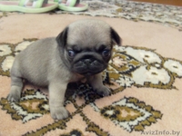 Мопса щенки продажа Минск - Изображение #1, Объявление #353625