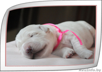 Щенки голден(золотистого) ретривера от титулованных родителей! - Изображение #5, Объявление #343579