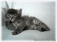 Сибирские котята от чемпионов - Изображение #1, Объявление #368058