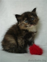 Сибирские котята от чемпионов - Изображение #2, Объявление #368058