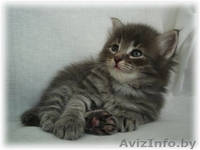 Сибирские котята от чемпионов - Изображение #3, Объявление #368058