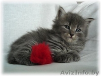 Сибирские котята от чемпионов - Изображение #4, Объявление #368058