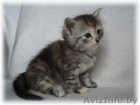 Сибирские котята от чемпионов - Изображение #5, Объявление #368058