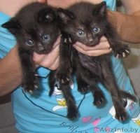 Котята в добрую семью - Изображение #1, Объявление #366754