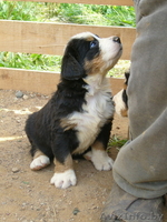 Качественные щенки Бернского зенненхунда - Изображение #3, Объявление #358610