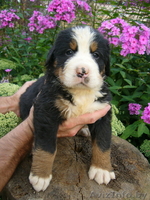 Качественные щенки Бернского зенненхунда - Изображение #2, Объявление #358610