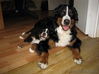 Щенки бернского зенненхунда с элитной родословной - Изображение #2, Объявление #341486