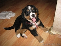 Щенки бернского зенненхунда с элитной родословной - Изображение #3, Объявление #341486