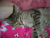 Самый ласковый и мурчащий котенок в дар  - Изображение #6, Объявление #347262