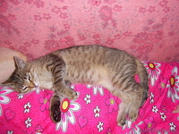 Самый ласковый и мурчащий котенок в дар  - Изображение #5, Объявление #347262