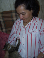 Самый ласковый и мурчащий котенок в дар  - Изображение #1, Объявление #347262