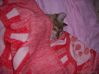 Самый ласковый и мурчащий котенок в дар  - Изображение #7, Объявление #347262