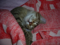 Самый ласковый и мурчащий котенок в дар  - Изображение #9, Объявление #347262