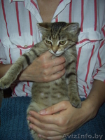 Самый ласковый и мурчащий котенок в дар  - Изображение #3, Объявление #347262