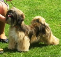 Щенки Лхаса Апсо - Изображение #2, Объявление #364608