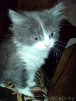 Котки даром возьмите - Изображение #2, Объявление #345638