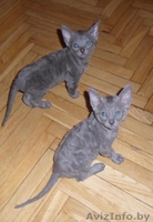 Котята корниш-рексы - Изображение #1, Объявление #361818