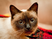 Бунси – шикарная кошка с хорошими манерами - Изображение #5, Объявление #344171