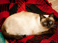 Бунси – шикарная кошка с хорошими манерами - Изображение #4, Объявление #344171