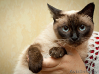 Бунси – шикарная кошка с хорошими манерами - Изображение #2, Объявление #344171
