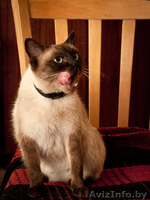 Бунси – шикарная кошка с хорошими манерами - Изображение #1, Объявление #344171