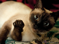 Бунси – шикарная кошка с хорошими манерами - Изображение #6, Объявление #344171