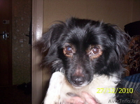 Приму в дар щенка или собачку. - Изображение #2, Объявление #392280