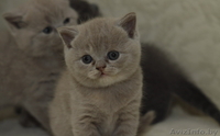 Продам котят британца короткошерстного. Мальчики. - Изображение #1, Объявление #371344