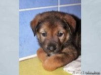 Щенок девочка в дар! 1, 5 месяца. - Изображение #3, Объявление #376854