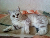 Майра - британская ласковая кошечка. - Изображение #1, Объявление #374328