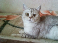 Майра - британская ласковая кошечка. - Изображение #2, Объявление #374328