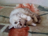 Майра - британская ласковая кошечка. - Изображение #3, Объявление #374328