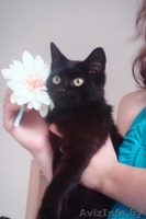 Котенок подросток в дар! - Изображение #1, Объявление #382993