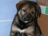 Щенок девочка в дар! 1, 5 месяца. - Изображение #2, Объявление #376854