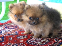 Померанского шпица шикарные щенки - Изображение #1, Объявление #373271