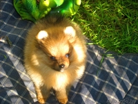 Померанского шпица шикарные щенки - Изображение #2, Объявление #373271