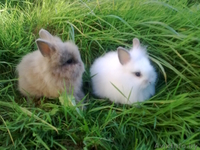 Кролики декоративные карликовые - Изображение #2, Объявление #315516
