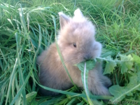 Кролики декоративные карликовые - Изображение #3, Объявление #315516