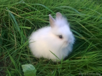 Кролики декоративные карликовые - Изображение #4, Объявление #315516